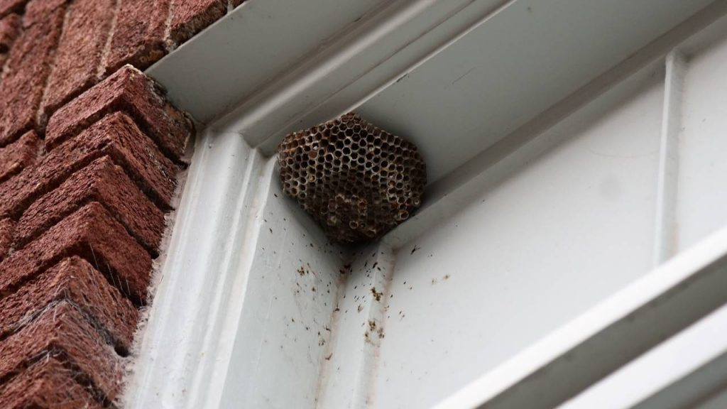 Wasp Nest Removal Tips