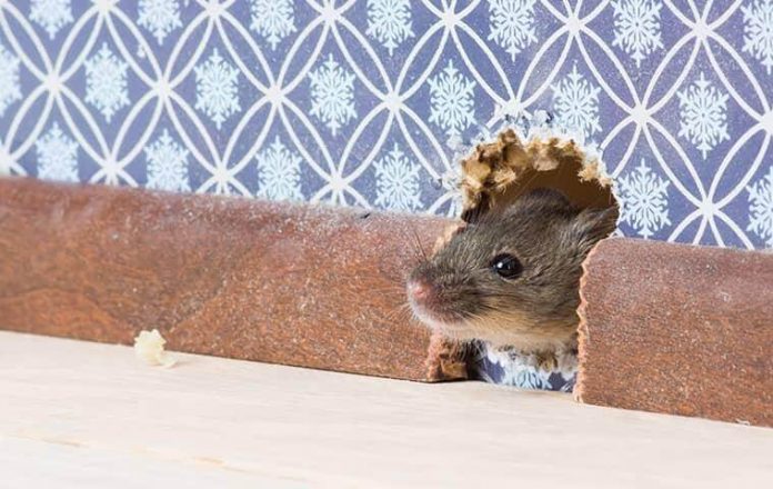 How To Proof Your Home Against Rodents This Fall