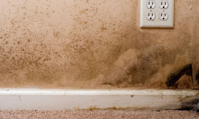 How to Get Rid of Mold in Your Basement