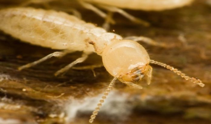Termite Prevention Courtenay BC